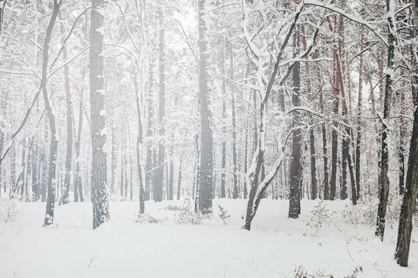Vista panorámica del hermoso bosque de invierno nevado - foto de stock