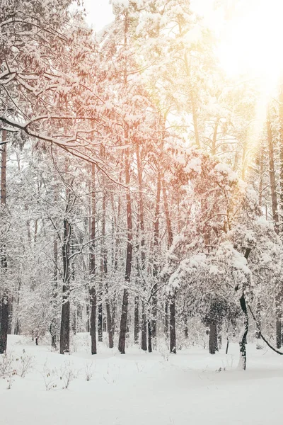 Vue panoramique de la belle forêt enneigée d'hiver avec la lumière du soleil — Photo de stock