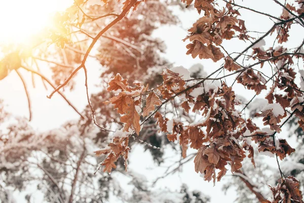 Vista da vicino di foglie di quercia e ramoscelli nella neve con illuminazione laterale nella foresta invernale — Foto stock