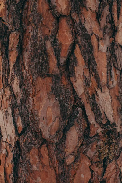 Marco completo de textura de la barca del árbol marrón como fondo - foto de stock