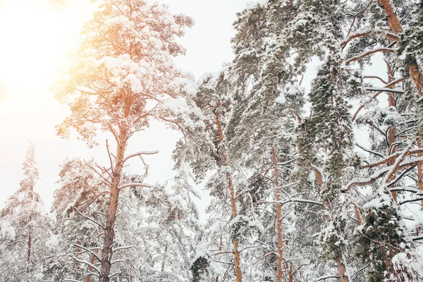 Низкий угол обзора снежного зимнего леса и солнечного света — стоковое фото