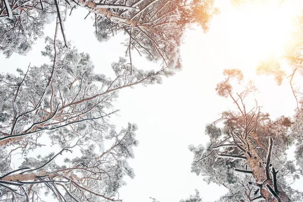 Blick von unten auf schneebedeckte Bäume in wunderschönen Winterwäldern und Sonnenlicht — Stockfoto