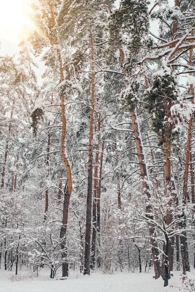 Vista panoramica della bellissima foresta invernale innevata e la luce del sole — Foto stock