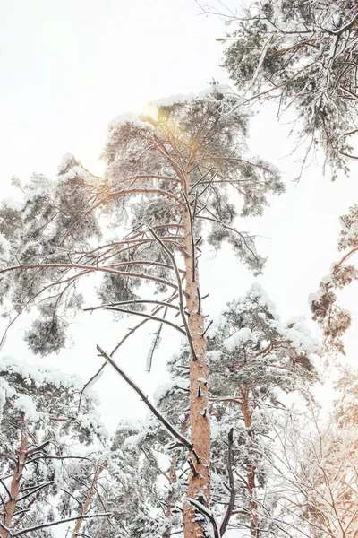 Visão de baixo ângulo de neve floresta de inverno e iluminação lateral — Fotografia de Stock