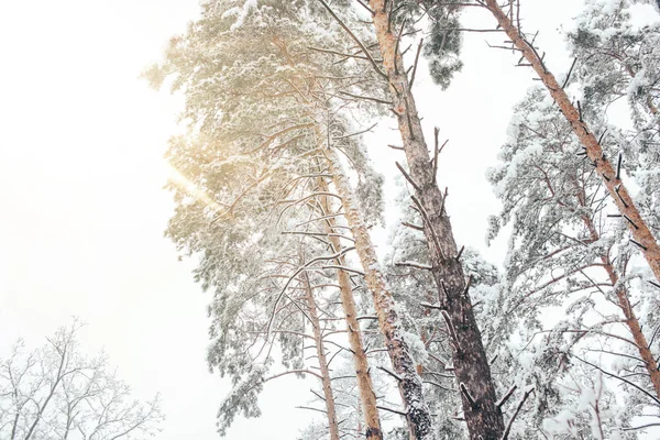 Low angle view of pine trees in snowy winter forest with sunlight — Stock Photo