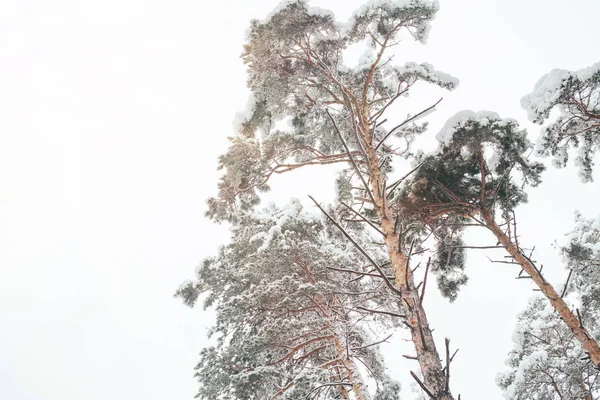 Visão de ângulo baixo da floresta de inverno nevada e céu claro — Fotografia de Stock