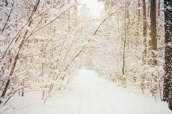 Imagen tonificada de hermoso bosque de invierno nevado - foto de stock