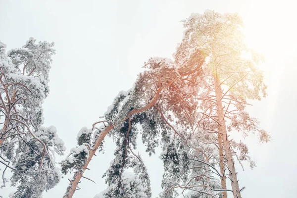 Vista de bajo ángulo de los pinos en el bosque de invierno nevado y la luz del sol - foto de stock