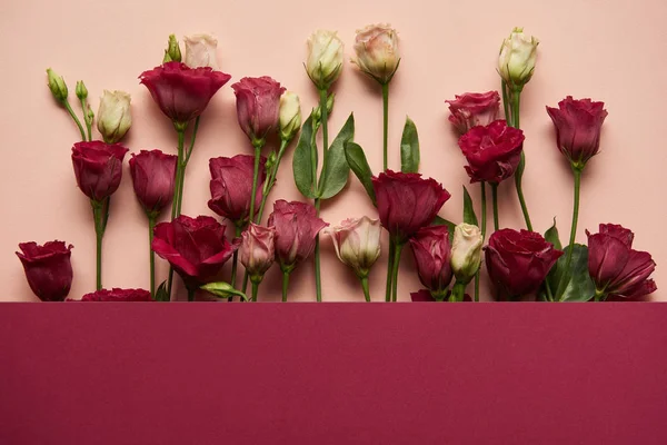 Цветущие розовые и белые цветы с зелеными листьями на розовом фоне — стоковое фото