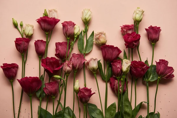 Flores de eustoma rosa y blanco con hojas verdes sobre fondo rosa — Stock Photo