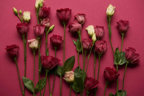 Blühende Blumen mit grünen Blättern auf rubinrotem Hintergrund — Stockfoto