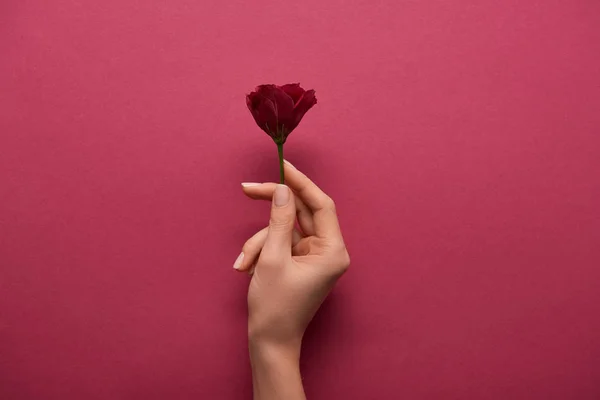 Cropped view of woman holding flower in hand on ruby background — Stock Photo