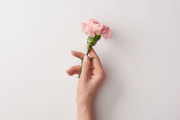 Recortado tiro de mujer sosteniendo hermosa flor rosa aislado en gris - foto de stock