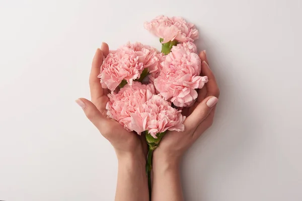 Vista parcial de la mujer sosteniendo hermosas flores de clavel rosa aisladas en gris - foto de stock