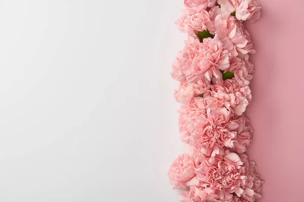 Vue de dessus de belles fleurs d'oeillet rose isolées sur fond gris — Photo de stock