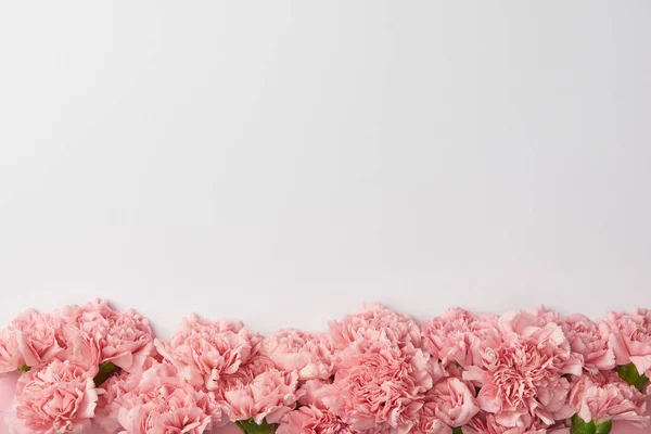 Vista superior de belas flores de cravo concurso isolado em fundo cinza — Fotografia de Stock