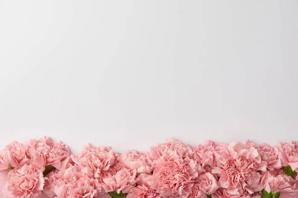 Top view of beautiful tender carnation flowers isolated on grey background — Stock Photo