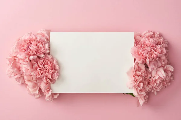 Vista superior de la tarjeta blanca en blanco y hermosas flores rosadas aisladas sobre fondo rosa - foto de stock