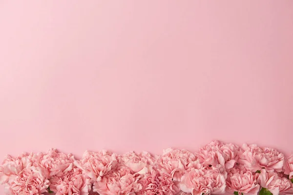 Vista superior de hermosas flores de clavel tiernas aisladas sobre fondo rosa - foto de stock