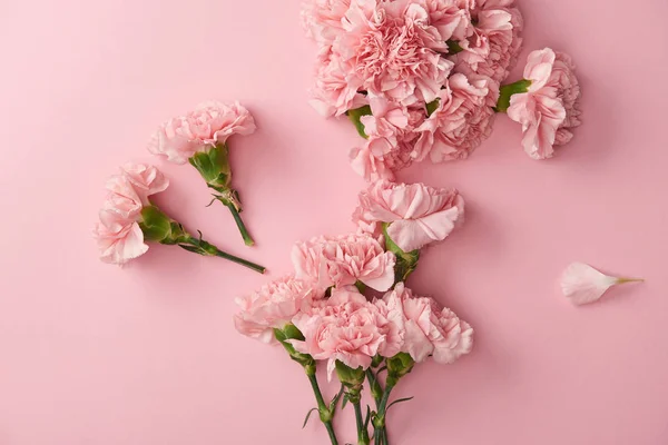 Vista superior de hermosas flores de clavel rosa aisladas sobre fondo rosa - foto de stock