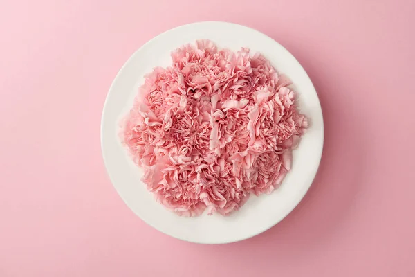 Top view of beautiful pink flowers on white plate isolated on pink background — Stock Photo