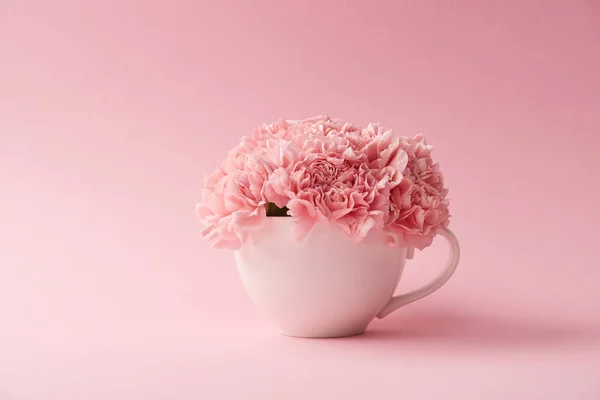 Vista de cerca de hermosas flores de clavel de color rosa tierno en taza blanca sobre fondo rosa - foto de stock