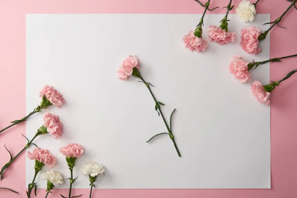 Beautiful tender pink and white carnation flowers and blank card on pink background — Stock Photo