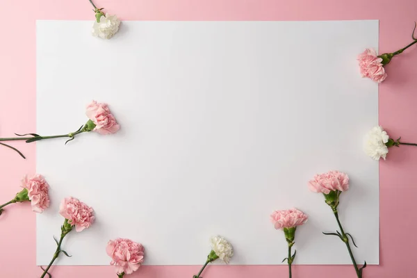 Vista superior de belas flores de cravo concurso e cartão em branco no fundo rosa — Fotografia de Stock