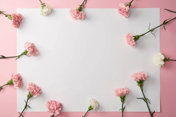 Vista superior de belas flores de cravo e cartão em branco no fundo rosa — Fotografia de Stock