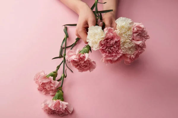 Ritagliato colpo di donna che tiene bei fiori di garofano bianco e rosa su rosa — Foto stock