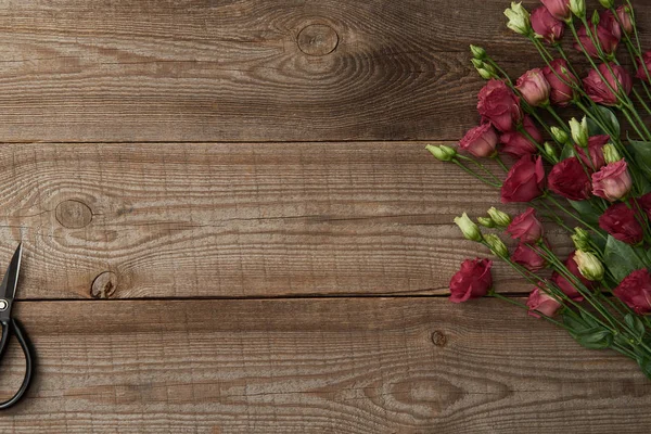 Draufsicht auf schöne zarte Eustoma-Blumen und Scheren auf Holzgrund — Stockfoto