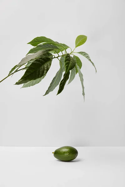 Enfoque selectivo de aguacate bajo planta verde sobre fondo gris - foto de stock