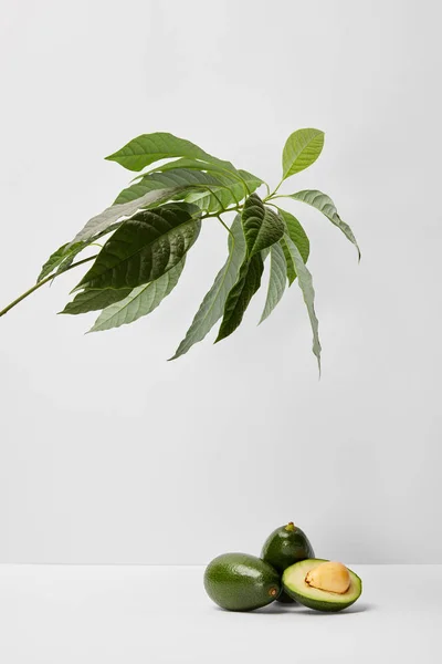 Messa a fuoco selettiva degli avocado sotto la pianta verde su sfondo grigio — Foto stock