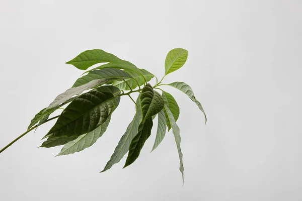 Foco seletivo da planta verde sobre fundo cinza — Fotografia de Stock