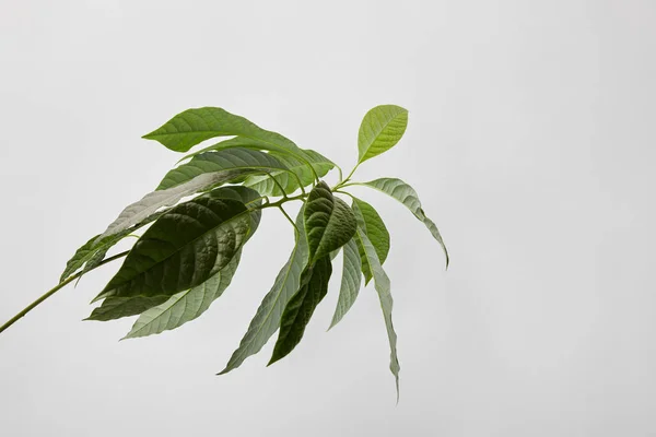 Enfoque selectivo de la planta verde sobre fondo gris - foto de stock