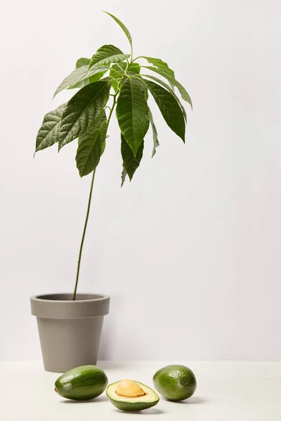 Selective focus of avocados under green potted plant on grey background — Stock Photo