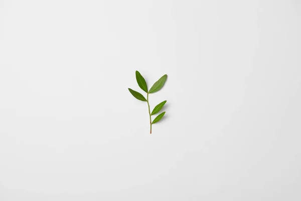 Top view of tea plant branch on white background — Stock Photo