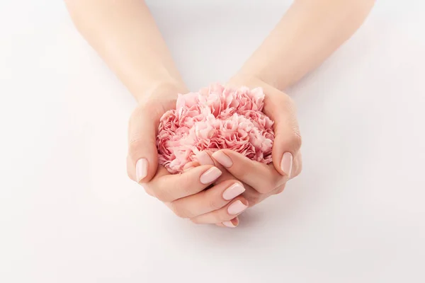 Partial view of female hands with carnations flowers on white background — Stock Photo