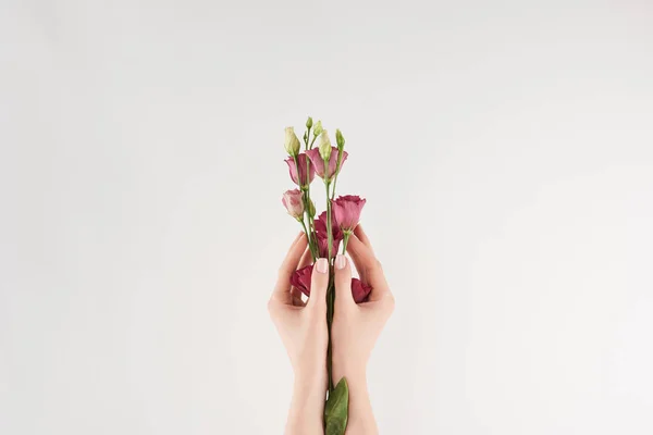 Partial view of female hands with purple flowers on white background — Stock Photo
