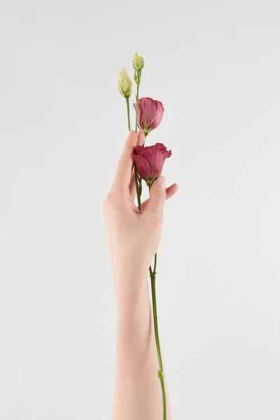 Partial view of female hand with purple flowers on white background — Stock Photo