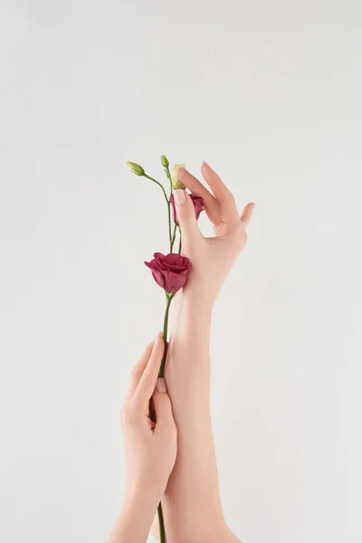 Vista parcial de las manos femeninas con flores púrpuras sobre fondo blanco — Stock Photo