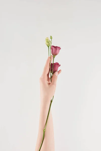 Partial view of female hand with purple flowers on white background — Stock Photo