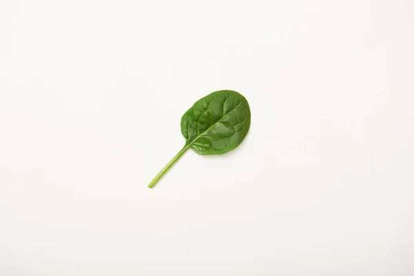 Studio shot of spinach leaf isolated on white — Stock Photo