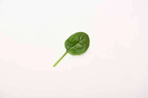 Plan studio de feuilles d'épinards isolées sur blanc — Photo de stock