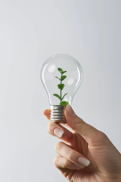 Vista recortada de la mujer sosteniendo bombilla con planta verde sobre fondo blanco - foto de stock