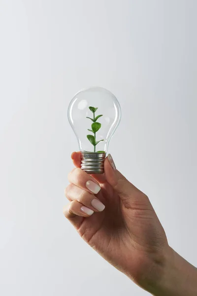 Vista recortada de la mano femenina sosteniendo bombilla con planta verde sobre fondo blanco - foto de stock