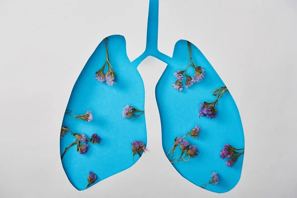 Vista dall'alto modello polmoni blu con fiori isolati su bianco — Foto stock