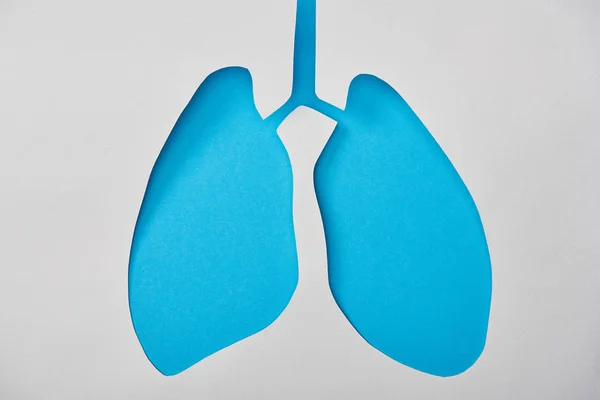 Vista superior del modelo de pulmones azules vacíos aislados en blanco - foto de stock