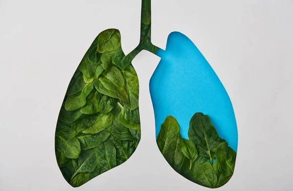 Vista dall'alto modello di polmoni blu con foglie isolate su bianco — Foto stock
