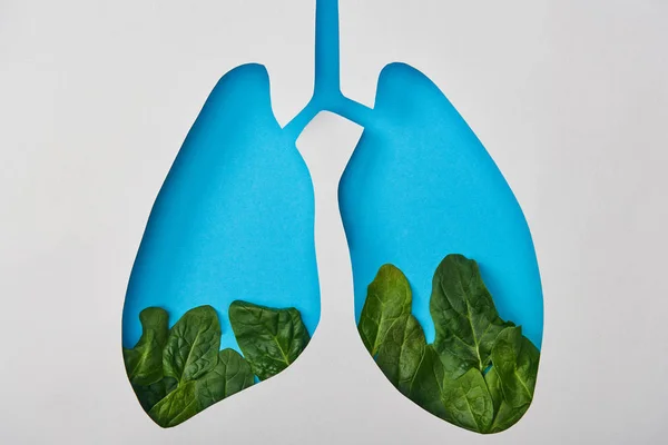 Vista dall'alto del modello polmonare con foglie isolate su bianco — Foto stock